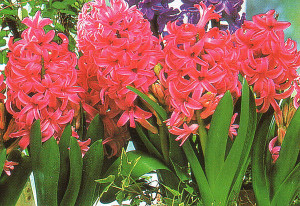 Hyacint v květináči, pěstování hyacintů