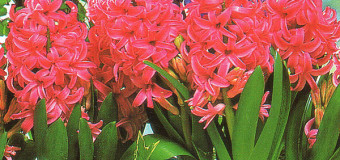 Hyacinty v květináči
