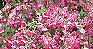 Čilimník nachový – Cytisus purpureus