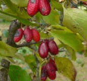 Dřín obecný – Cornus mas