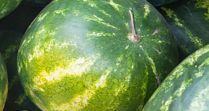 Jak vypěstovat meloun