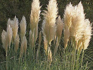 Okrasné trávy - pampas