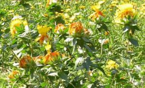 Světlice barvířská