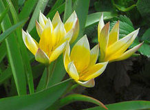 Rychlení tulipánů