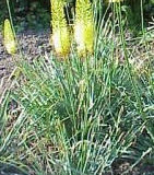 Liliochvostec – Eremurus – Kleopatřina jehla