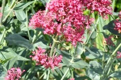 Mavuň červená – Centranthus ruber