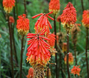 Mnohokvět – Kniphofia