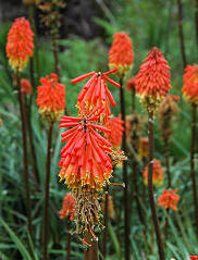 Mnohokvět – Kniphofia - pěstování