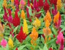 Nevadlec péřitý – Celosia argentea