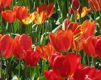 Sázení tulipánů