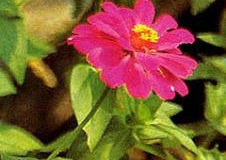 Ostálka úzkolistá – Zinnia Angustifolia