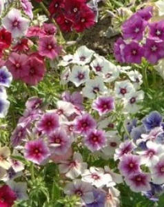 Plamenka Drummondova – Phlox Drummondii
