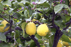Jak pěstovat citrony a další citrusové plody