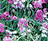 Hrachor vonný (Lathyrus odoratus)