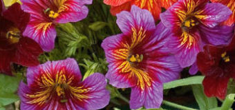 Jazylka chobotnatá (Salpiglossis sinuata)