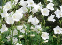 Zvonek prostřední (Campanula medium)