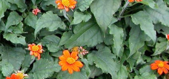 Titónie okrouhlolistá (Tithonia rotundifolia)