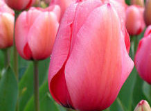 Choroby tulipánů