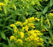 Zlatobýl – Solidago