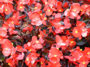 Begónie stálekvetoucí (Begonia semperflorens)