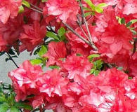 Jak pěstovat azalku v květináči