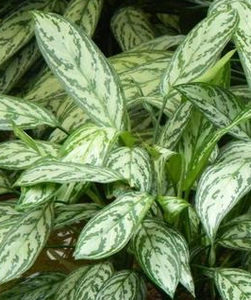 Aglaonema