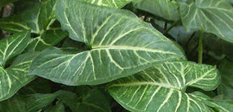 Jak poznáme nedostatek živin u rostlin