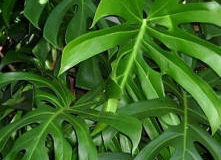 Monstera (Monstera deliciosa)