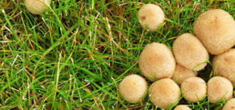 Houby v trávě a na zahradě