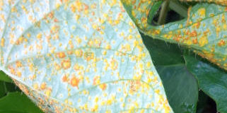 Rez na rostlinách – ochrana