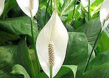 Lopatkovec (Spathiphyllum)