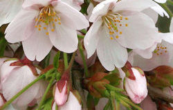 Květy, které provoní jarní zahradu
