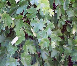 Jak pěstovat révu vinnou