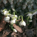 Sněženky na jaře