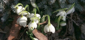 Sněženky (Galanthus)
