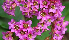 Badan tučnolistý (Bergenie cordifolia)