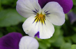 Pěstování macešky zahradní (Viola x witrockiana)