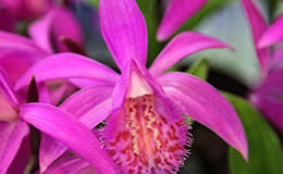 Drobné orchideje pleionky