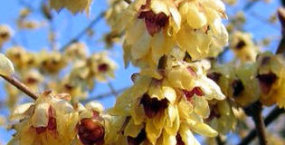 Zimokvět časný (Chimonanthus praecox)