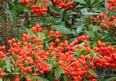 Hlohyně šarlatová (Pyracantha coccinea)