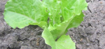 Choroby a škůdci salátu