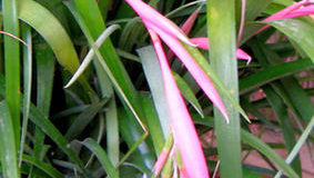 Bilbergie (Billbergia) – broméliovitá rostlina