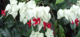 Clerodendrum thomsoniae – pokojová květina