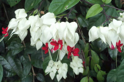Clerodendrum thomsoniae – pokojová květina