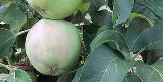 Jak chránit jabloně před škůdci