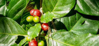 Jak vypěstovat kávovník (Coffea arabica)