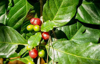 Kávovník (Coffea arabica)