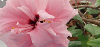 Hibiscus rosa – sinensis – ibišek