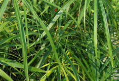 Pěstování šáchoru (Cyperus alternifolius)