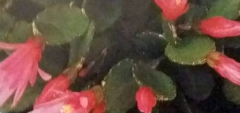 Rhipsalidopsis rosea – pokojová květina